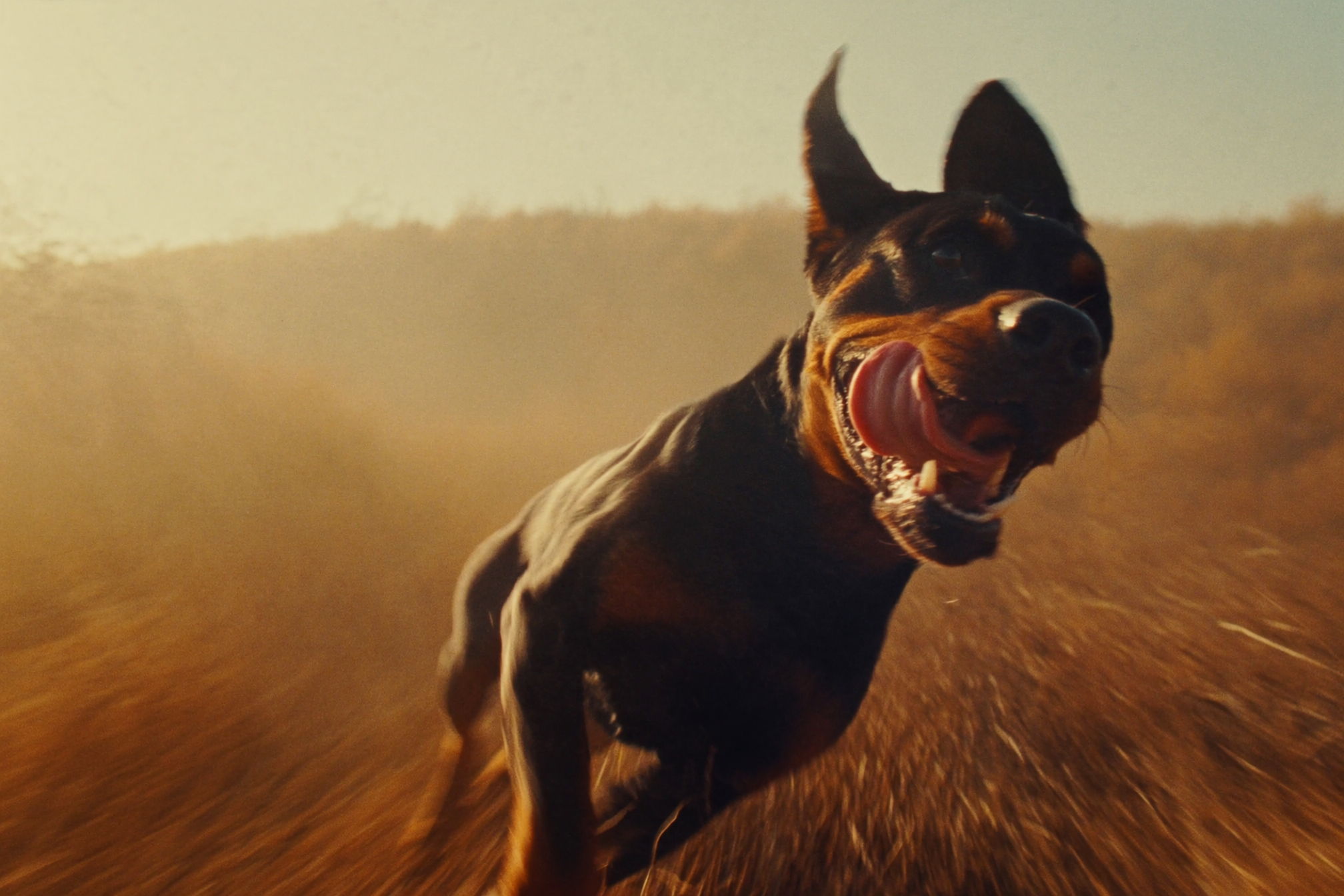 Rottweiler läuft freudig durch eine sonnenbeschienene Wiese